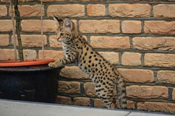 Disponibili cuccioli F5 della savana | Foto 4