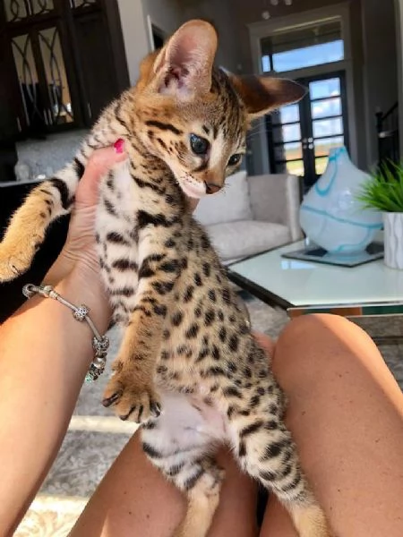 Disponibili cuccioli F5 della savana | Foto 2