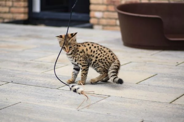 Disponibili cuccioli F5 della savana | Foto 0