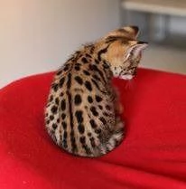 Gattini della savana F1 | Foto 5