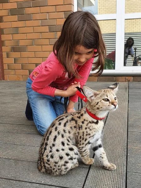 Gattini della savana F1 | Foto 4