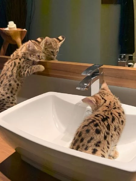 Gattini della savana F1 | Foto 2