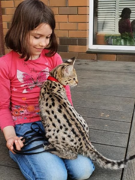 Gattini della savana F1 | Foto 1