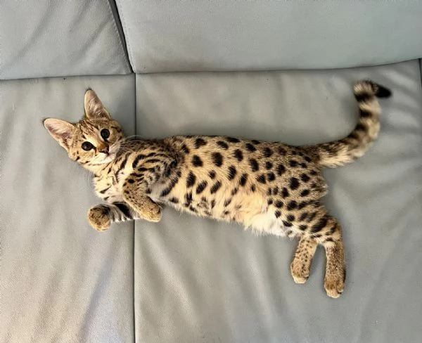 Gattini della savana F1