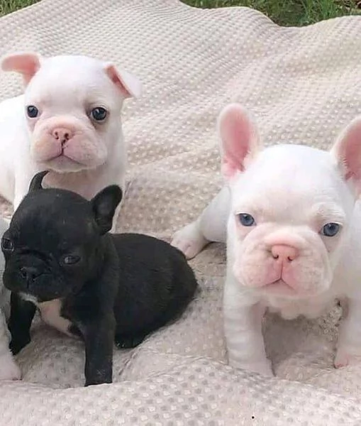 5 star puppies for special people