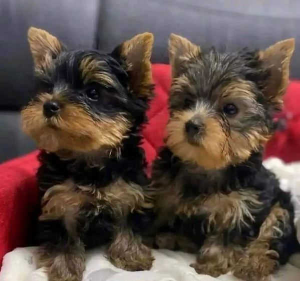 dolci e adorabili cuccioli di maltase per gli amanti degli animali domestici