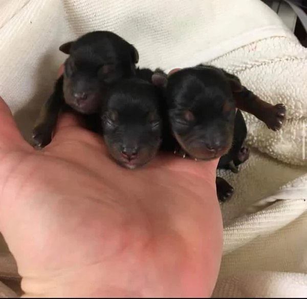 dolci e adorabili cuccioli di maltase per gli amanti degli animali domestici | Foto 1