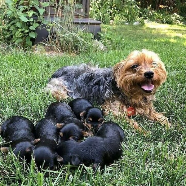 dolci e adorabili cuccioli di maltase per gli amanti degli animali domestici | Foto 0