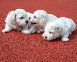  sweet Bolognese Puppies for Sale and Adoption | Foto 2