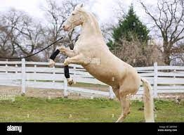 Free horses for good homes | Foto 2