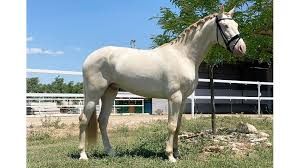Free horses for good homes | Foto 1