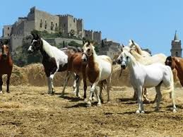 Free horses for good homes | Foto 0