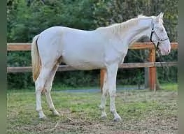 Lusitano Horse Italy Dressage For sale  | Foto 1