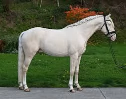 Lusitano Horse Italy Dressage For sale 