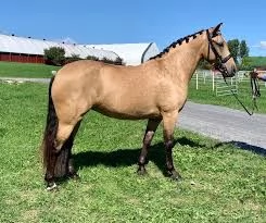 Free horses for good homes | Foto 0