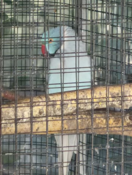 Parrocchetto dal collare