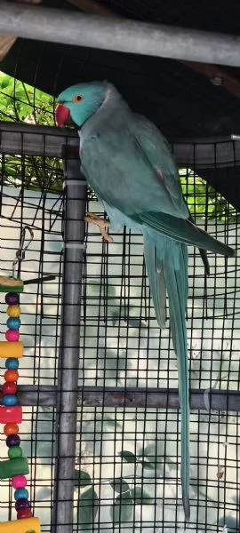 Parrocchetto dal collare | Foto 2