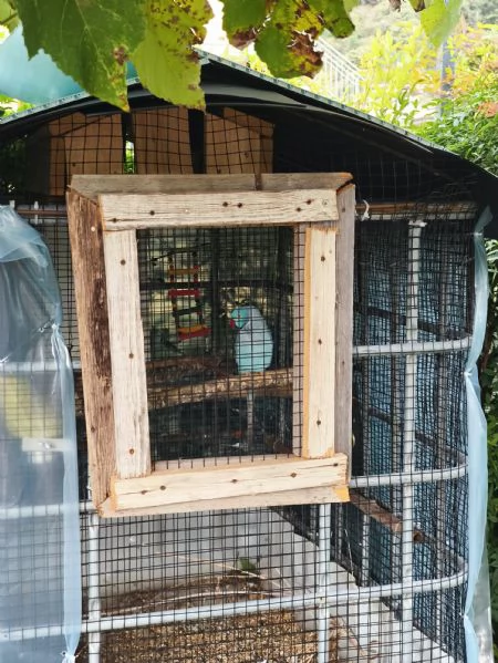 Parrocchetto dal collare | Foto 1