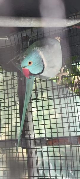 Parrocchetto dal collare | Foto 0