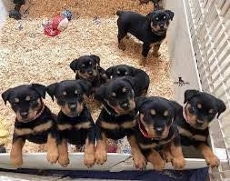 Cuccioli di rottweiler con pedigree
