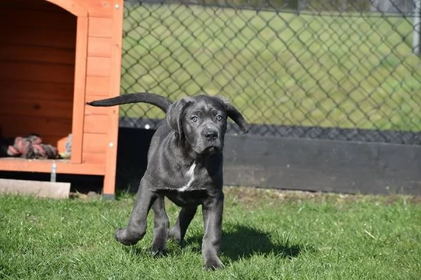 Cuccioli di cane corso colore blu