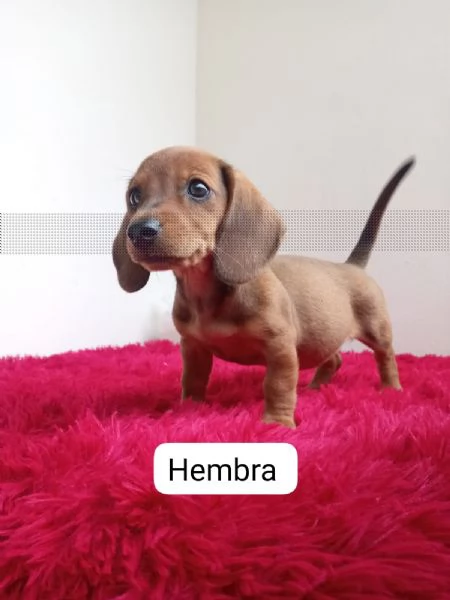 Regalando cuccioli di Bassotto maschi e femmine | Foto 1