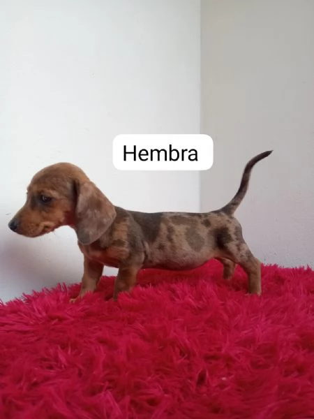 Regalando cuccioli di Bassotto maschi e femmine