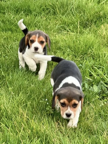 Regalando cuccioli di Beagle maschi e femmine | Foto 1