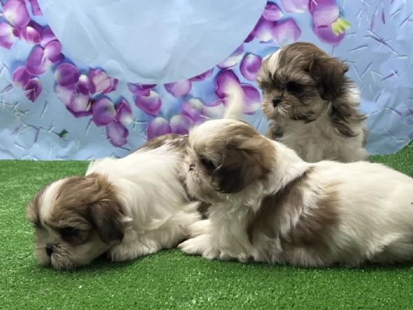 Regalando cuccioli di Shitzu maschi e femmine | Foto 0