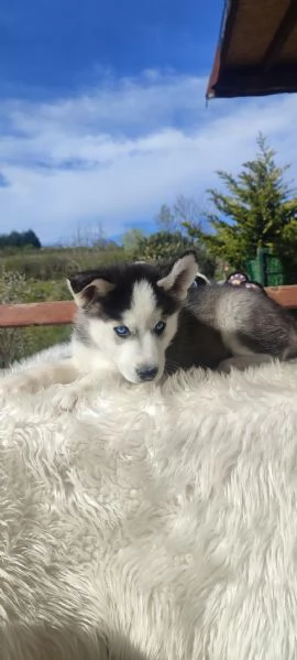 Regalando cuccioli di Husky siberiano maschi e femmine