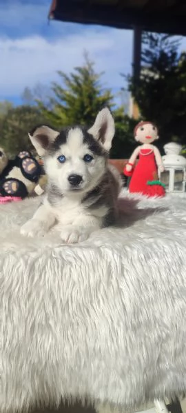 Regalando cuccioli di Husky siberiano maschi e femmine | Foto 2