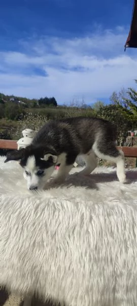 Regalando cuccioli di Husky siberiano maschi e femmine | Foto 1