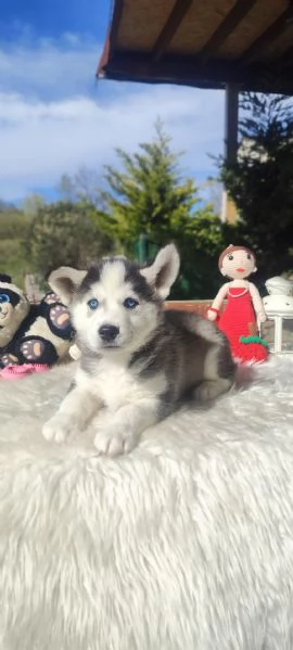 Regalando cuccioli di Husky siberiano maschi e femmine | Foto 0