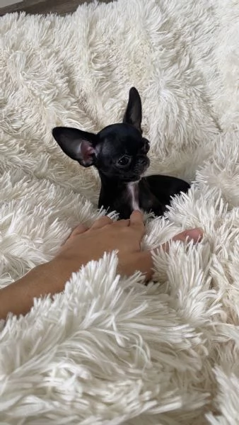 Regalo di cuccioli di chihuahua