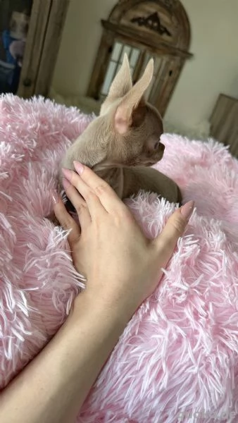 Regalo di cuccioli di chihuahua | Foto 0