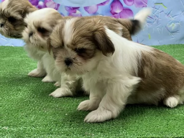 Regalo di cuccioli di Shih Tzu
