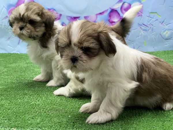 Regalo di cuccioli di Shih Tzu | Foto 1