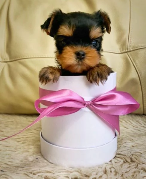 Regalo di cuccioli di yorkie
