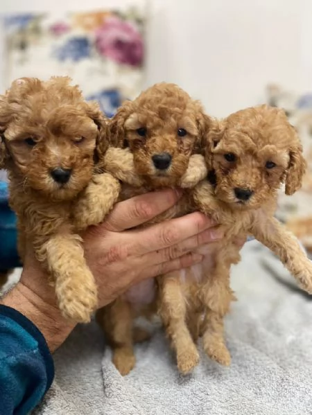 Regala cuccioli di barboncino giocosi