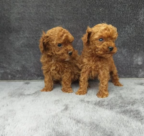 Regala cuccioli di barboncino giocosi | Foto 1