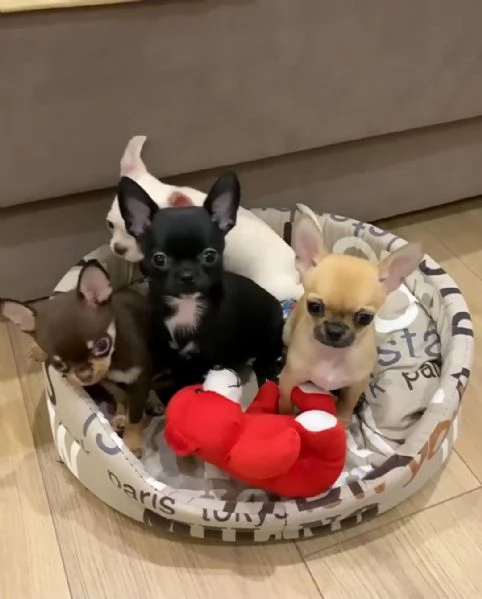 Regala cuccioli di Chihuahua