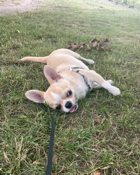 Regala cuccioli di Chihuahua | Foto 0