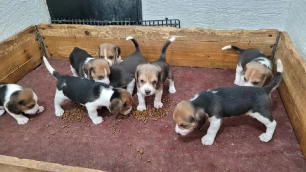 Regala cuccioli di Beagle | Foto 0