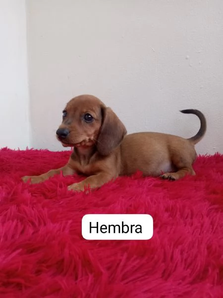 Regala cuccioli di Bassotto | Foto 2