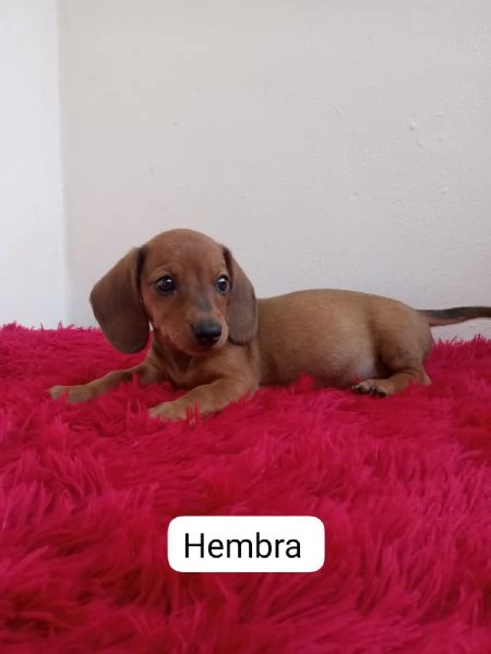 Regala cuccioli di Bassotto | Foto 0