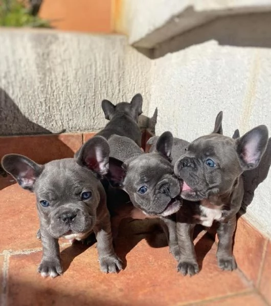 Regala cuccioli di bulldog francese | Foto 2
