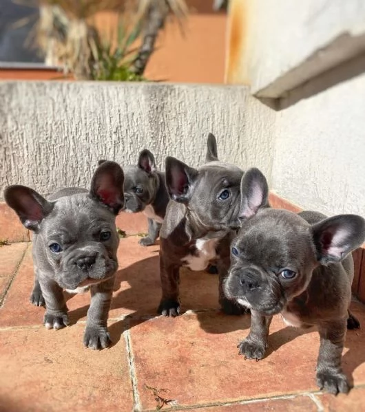 Regala cuccioli di bulldog francese | Foto 1