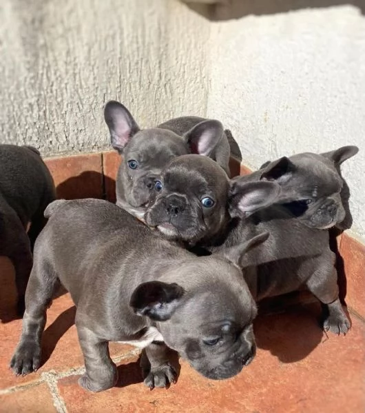 Regala cuccioli di bulldog francese | Foto 0