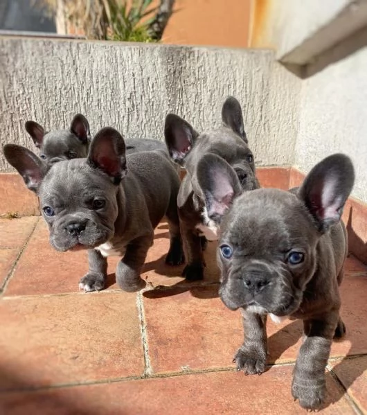 Regala cuccioli di bulldog francese