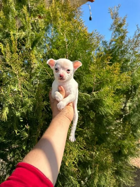 Regala cuccioli di Chihuahua | Foto 1